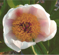 Пион Big Boy (Биг Бой)