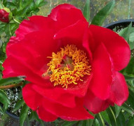 Пион Blase (Блейз)