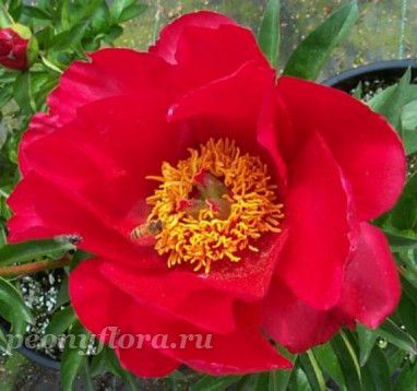 Пион Blase (Блейз)