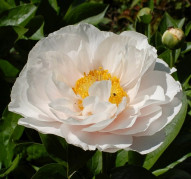 Пион Blushing Princess (Блашинг Принцесс)