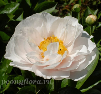 Пион Blushing Princess (Блашинг Принцесс)