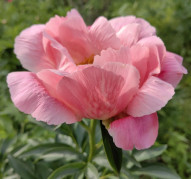 Пион Cameo Lullaby (Камео Лалабай)