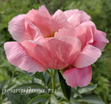 Пион Cameo Lullaby (Камео Лалабай)