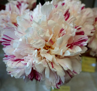 Пион Candy Stripe (Кэнди Страйп)