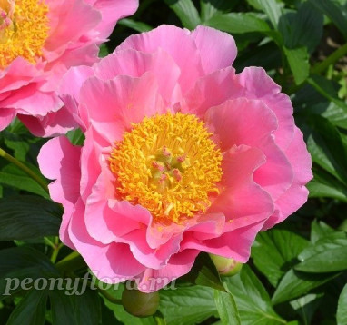 Пион Carmen (Кармен)