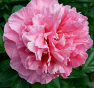 Пион Carnation Bouquet (Корнейшн Букет)