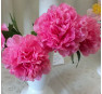Пион Carnation Bouquet (Корнейшн Букет)