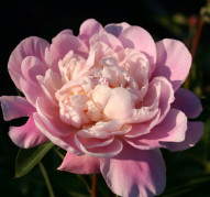 Пион Catharina Fontijn (Катарина Фонтейн) 