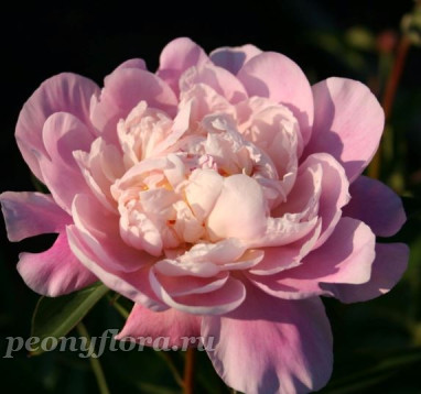 Пион Catharina Fontijn (Катарина Фонтейн) 