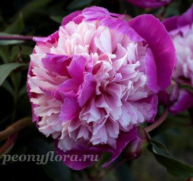 Пион Celebrity  (Селебрити)