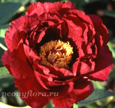 Пион Chief Justice (Чиф Джастис) 