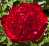 Пион Christmas Velvet (Кристмас Вельвет)