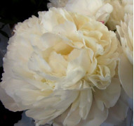 Пион Class Act (Класс Акт) 