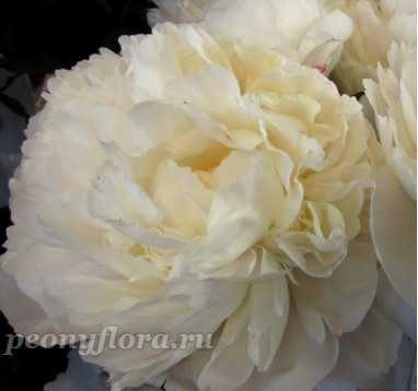 Пион Class Act (Класс Акт) 