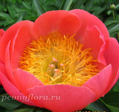 Пион Coral'n Gold (Корал'н Голд) 