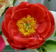 Пион Coral Magic (Корал Мэджик) 