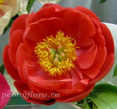 Пион Coral Magic (Корал Мэджик) 