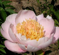 Пион Cream Puff (Крим Пафф)