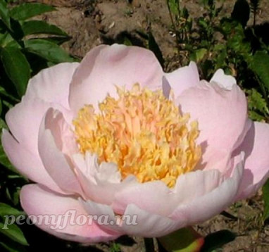 Пион Cream Puff (Крим Пафф)