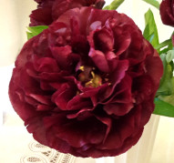 Пион Dandy Dan (Денди Ден)