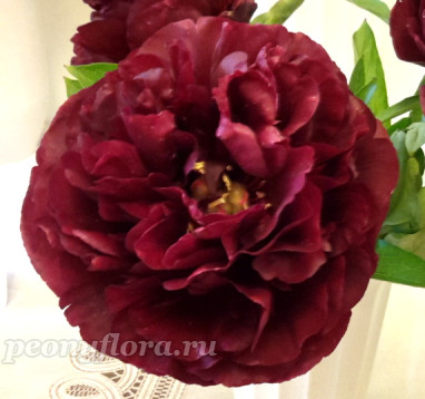 Пион Dandy Dan (Денди Ден)