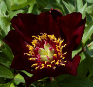 Пион Dark Eyes (Дарк Айз)