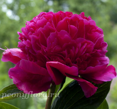 Пион Dark Promise (Дарк Промис)