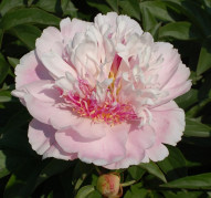 Пион Do Tell (Ду Телл)