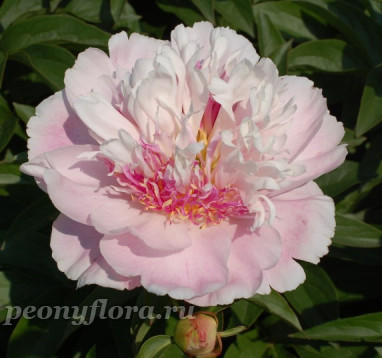 Пион Do Tell (Ду Телл)