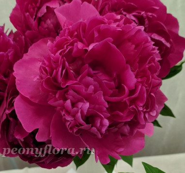 Пион Douglas Brand (Дуглас Бранд)