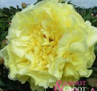 Пион Duchess de Lorrain (Дюшес де Лоррейн) ITOh 