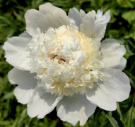 Пион Eastern Star (Истен Стар)