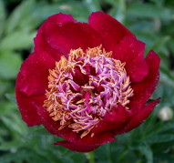 Пион Fancy Free (Фэнси Фри)