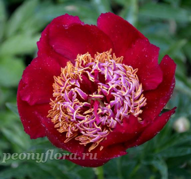 Пион Fancy Free (Фэнси Фри)