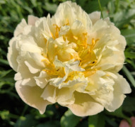 Пион Farzana (Фарзана)