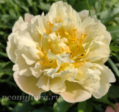 Пион Farzana (Фарзана)