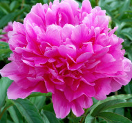 Пион First Lady (Фест Леди)