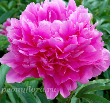 Пион First Lady (Фест Леди)