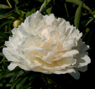 Пион Florence Bond (Флоренс Бонд)