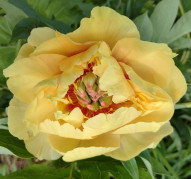 Пион Garden Treasure (Гарден Треже)