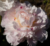 Пион Gene Wild (Джин Уайльд)