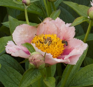 Пион Golden Frolic (Гольден Фролик)