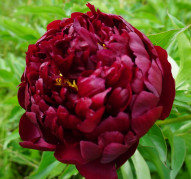 Пион Harry L. Smith (Гарри Л. Смит)