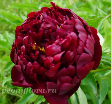 Пион Harry L. Smith (Гарри Л. Смит)