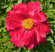 Пион Helen Matthews (Хелен Мэтьюс)