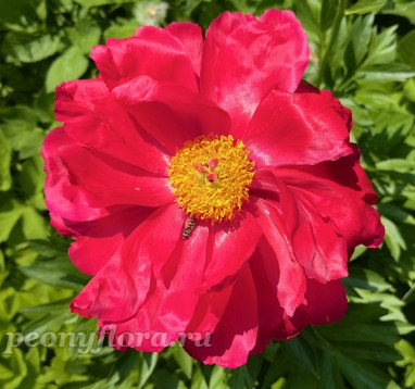 Пион Helen Matthews (Хелен Мэтьюс)