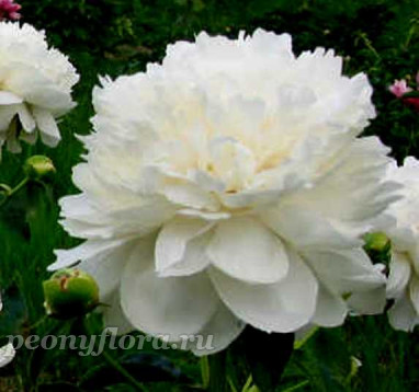 Пион Henry Sass (Генри Сасс)