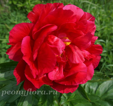 Пион Heritage (Херитидж)