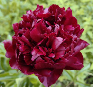 Пион Highlight  (Хайлайт)