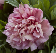 Пион Hillary (Хиллари)